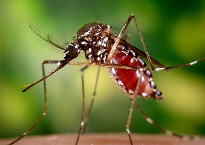 Can Mosquitoes Infect Each Other?
