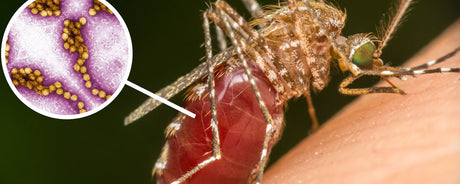 Mosquito and Tick Infections Are Spreading Rapidly According To The CDC