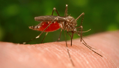 New Mosquito In Florida Identified As The Asian Bush Mosquito