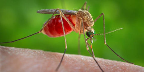 Mosquito Prevention: The Simple Things You Can Do In Your Own Backyard