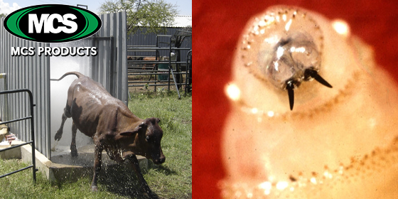 Automated Fly Control Systems for New World Screwworm – MCS Products