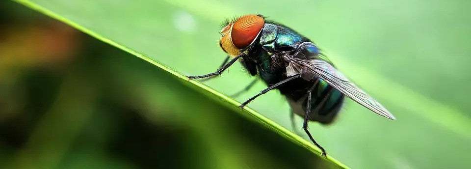 Fly Control Systems – MCS Products